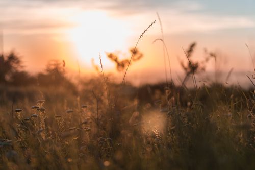 Free A peaceful sunrise casting warm glow over a meadow with delicate wildflowers and tall grass. Stock Photo