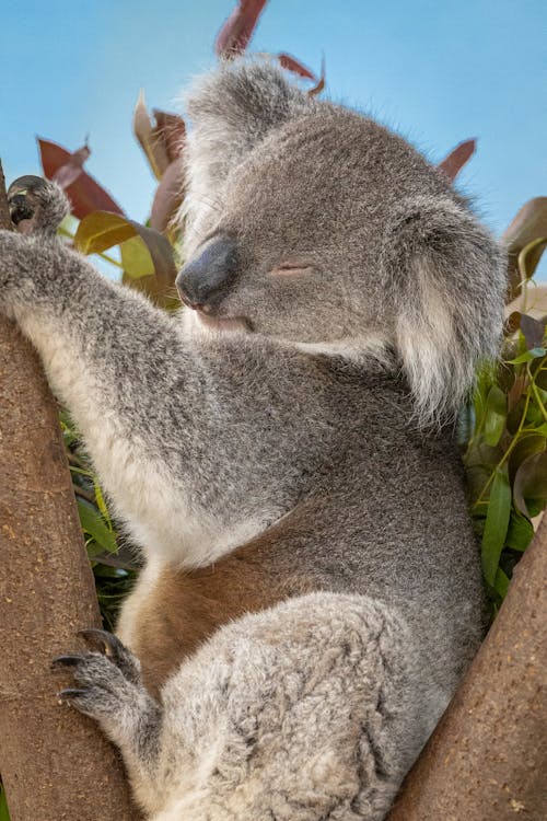 бесплатная Фотография медведя коала крупным планом Стоковое фото