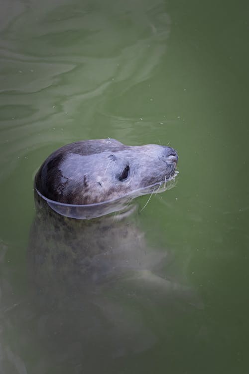 Free Photo of Sea Lion In Water Stock Photo