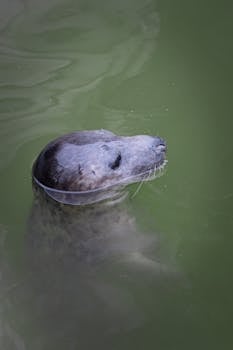一只被称为鳍足海豹的宁静海豹，在平静的绿水中优雅地游动着
