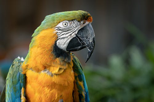 Yellow and Green Parrot