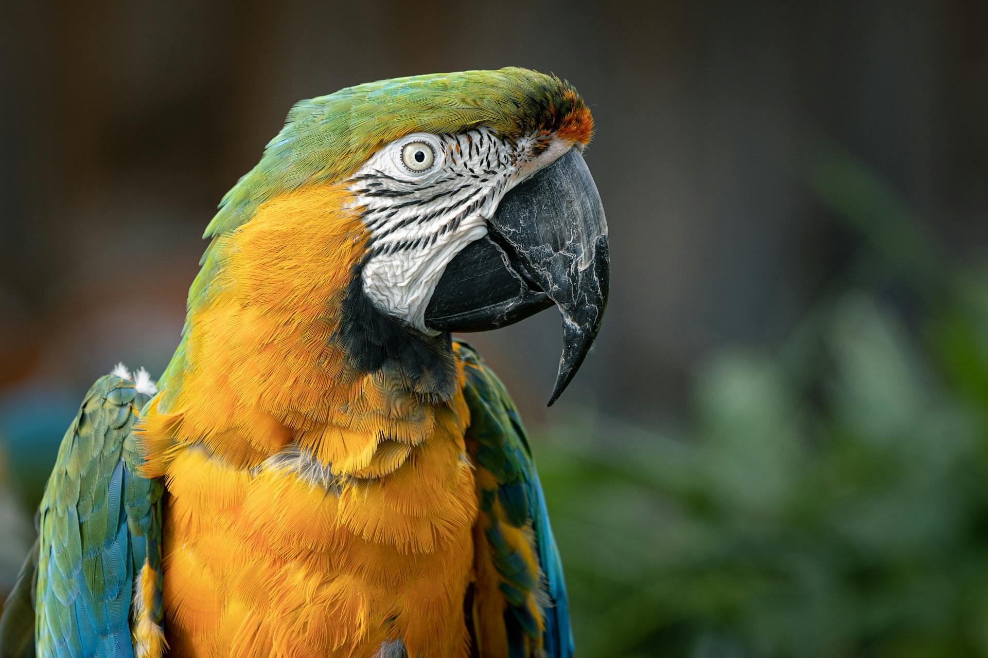 Yellow and Green Parrot