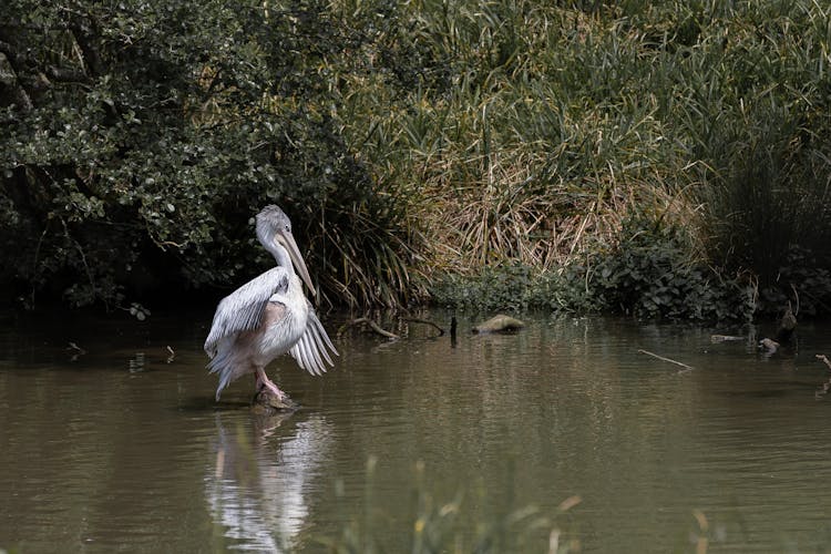 Pelican On Body Of Water