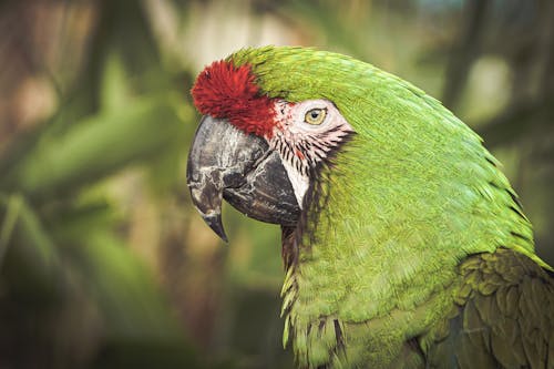 Close-Up Photo of Military Macaw