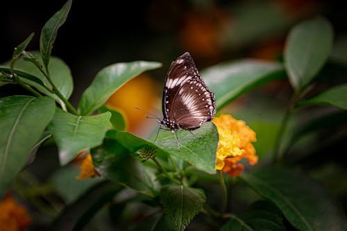 Bezpłatne Close Up Zdjęcie Motyla Siedzącego Na Liściu Zdjęcie z galerii