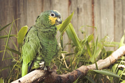 бесплатная Фотография зеленого попугая, сидящего на ветке Стоковое фото