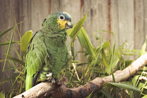 Free A colorful green parrot with yellow markings perched on a branch surrounded by foliage. Stock Photo