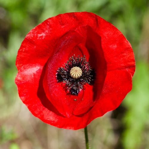 A red poppy flower with a black center