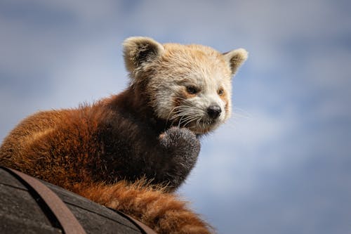 Zbliżenie Red Panda