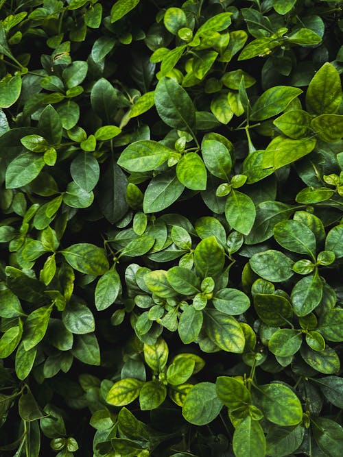 Gratis lagerfoto af basilikum, blad, blomst grøn