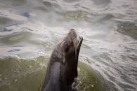 一头海狮从水中浮出水面，露出顽皮的本性和胡须般的面孔