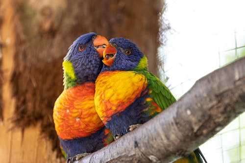 Close-Up Photo Of Perched Birds