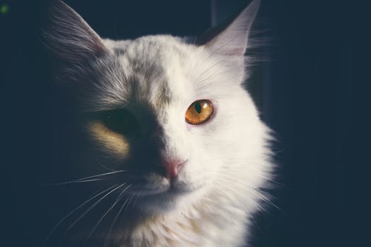 一张白色猫咪的亲密肖像，它有着令人惊叹的金色眼睛和柔软的皮毛