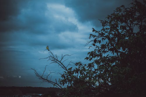 Photo of Tree Under Cloudy Sky