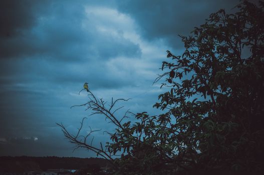 A bird perched on a branch with dark clouds in the background, creating a silhouette effect.