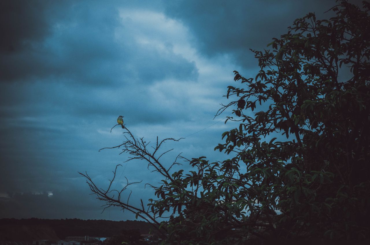 a bird perched on a branch with dark clouds in the background creating