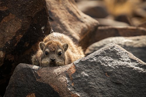 A small animal is sitting on top of some rocks
