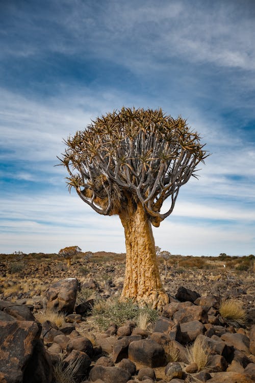 A tree in the desert with rocks and a blue sky
