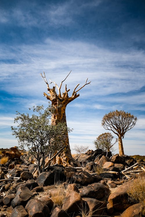 A dead tree in the desert with rocks and blue sky