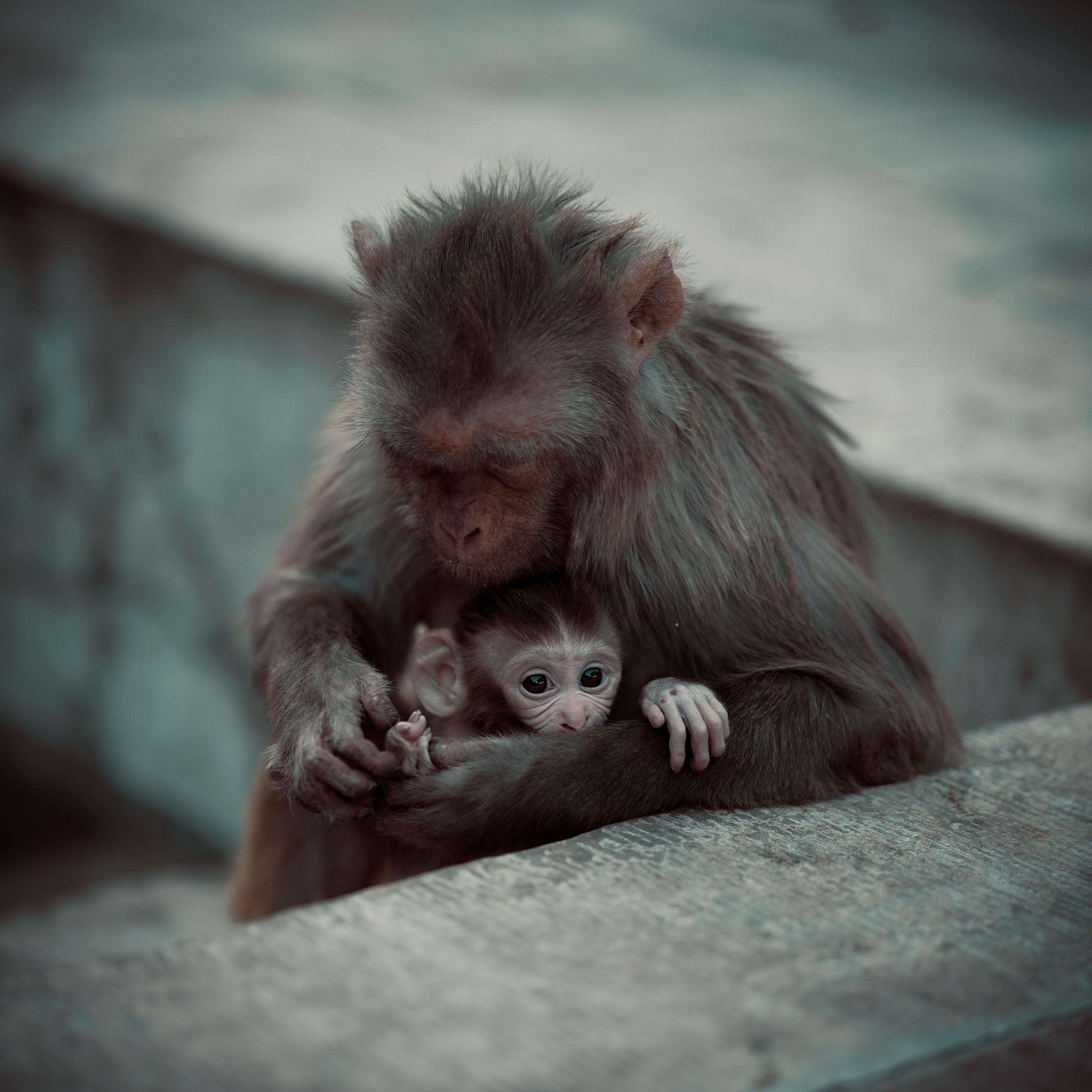 A mother macaque lovingly embraces her baby in Jaipur, India, showcasing a tender moment of wildlife connection.