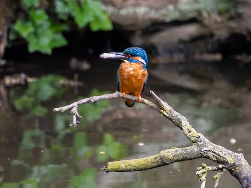 Fotobanka s bezplatnými fotkami na tému alcedo atthis, bazén, dažďový prales