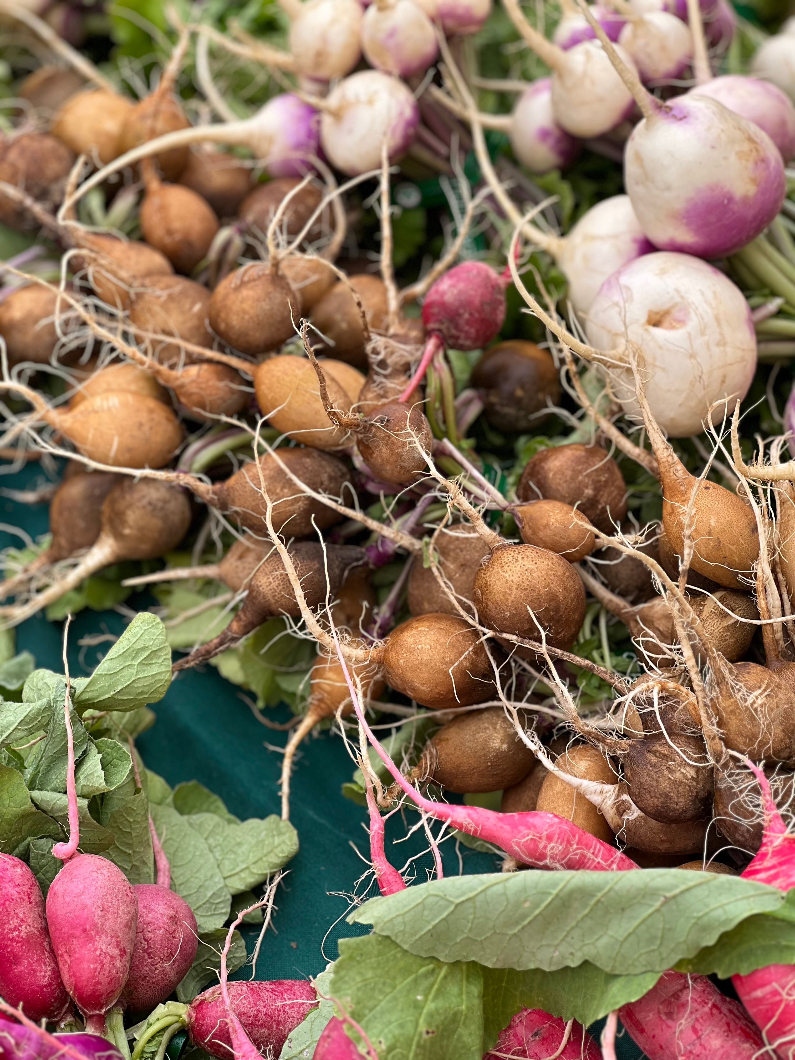 radish variety harvest