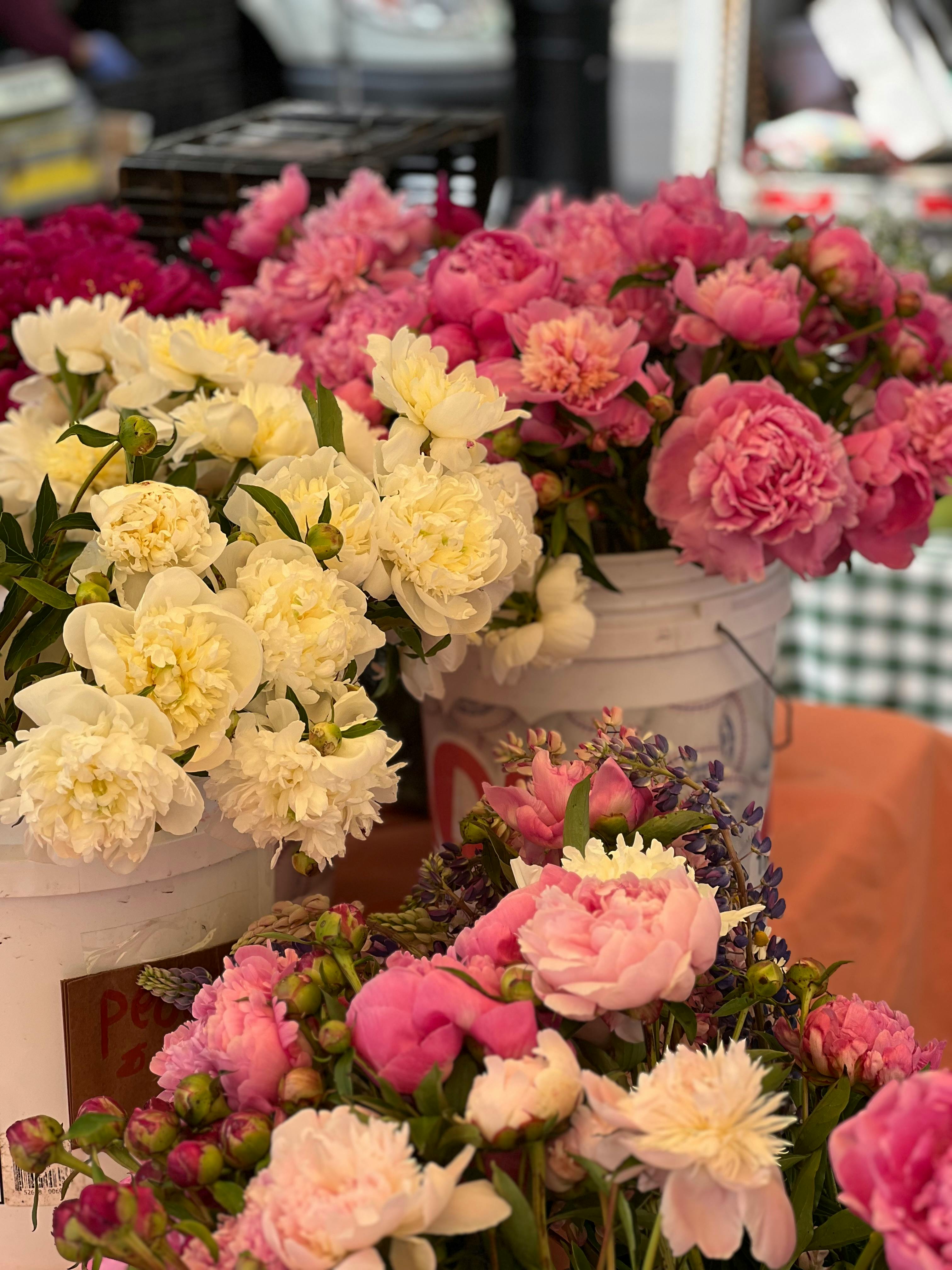 Natalia S - Close-up of Variety of Flowers in the Buckets 
