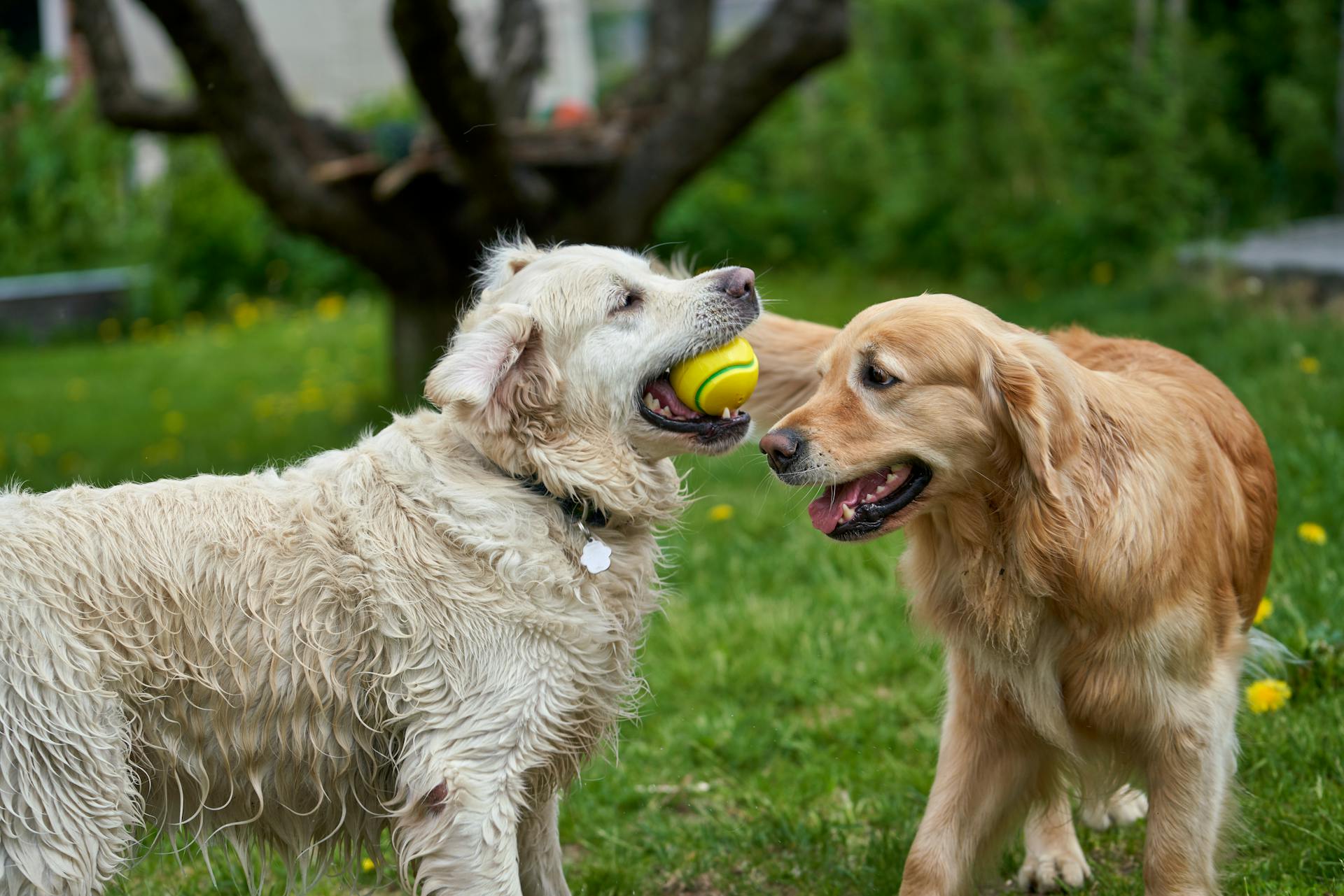 En vit och en golden retriever leker med en boll i trädgården under sommaren