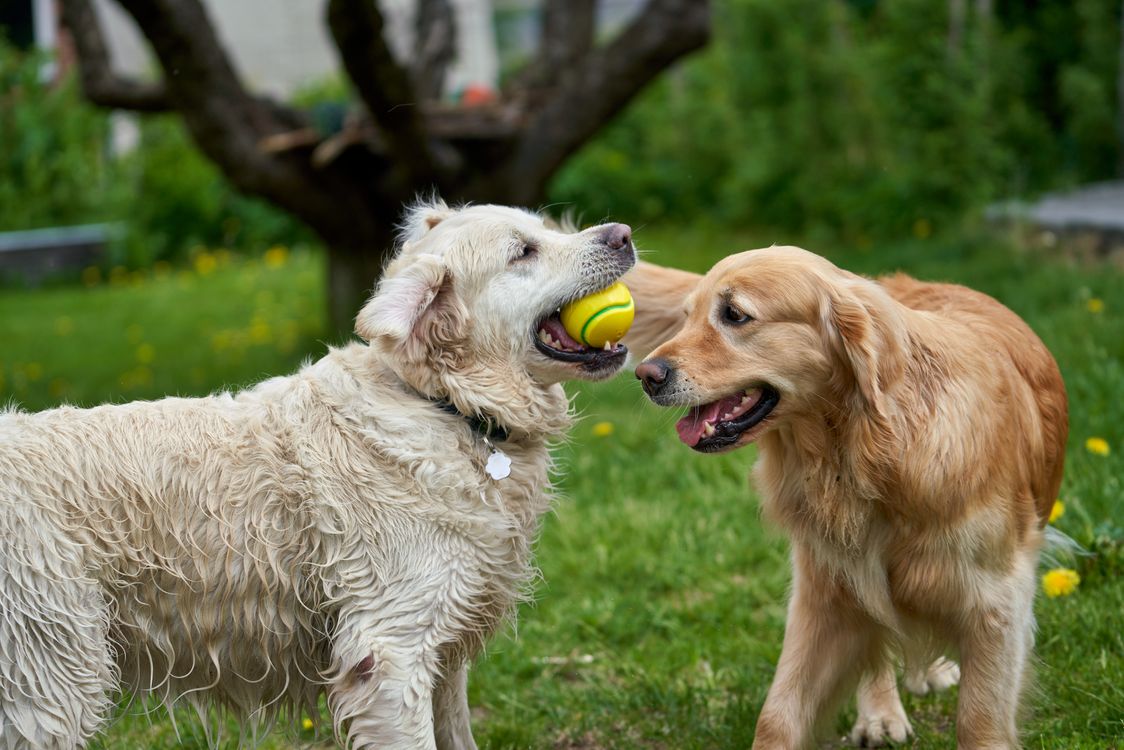 A White And A Golden Retriever Is Playing With A Ball In The Garden A White And A Golden Retriever Is Playing With A Ball In The Garden