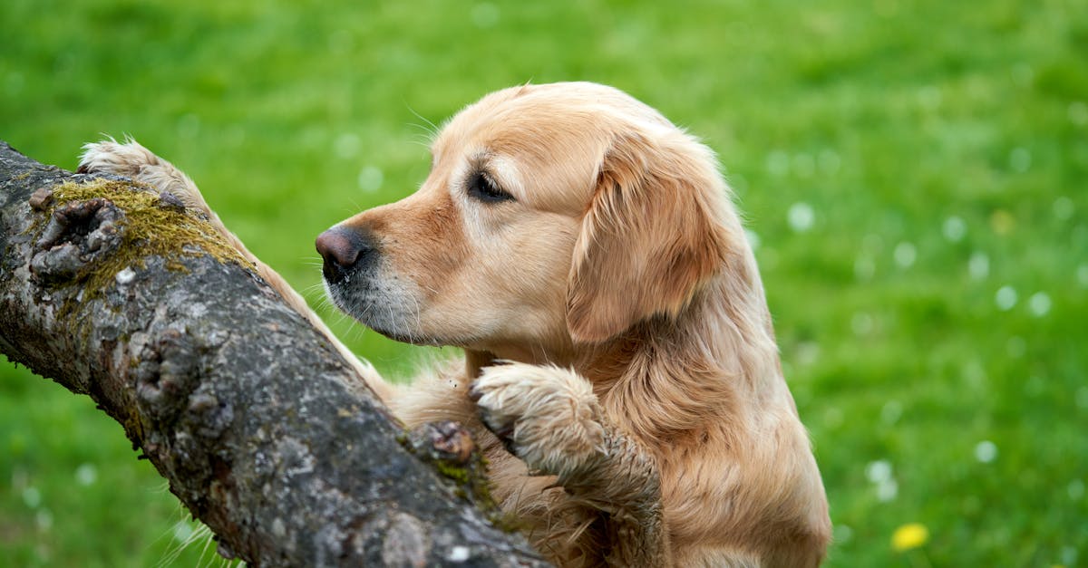 A young golden retriever is looking for a treat placed on a tree