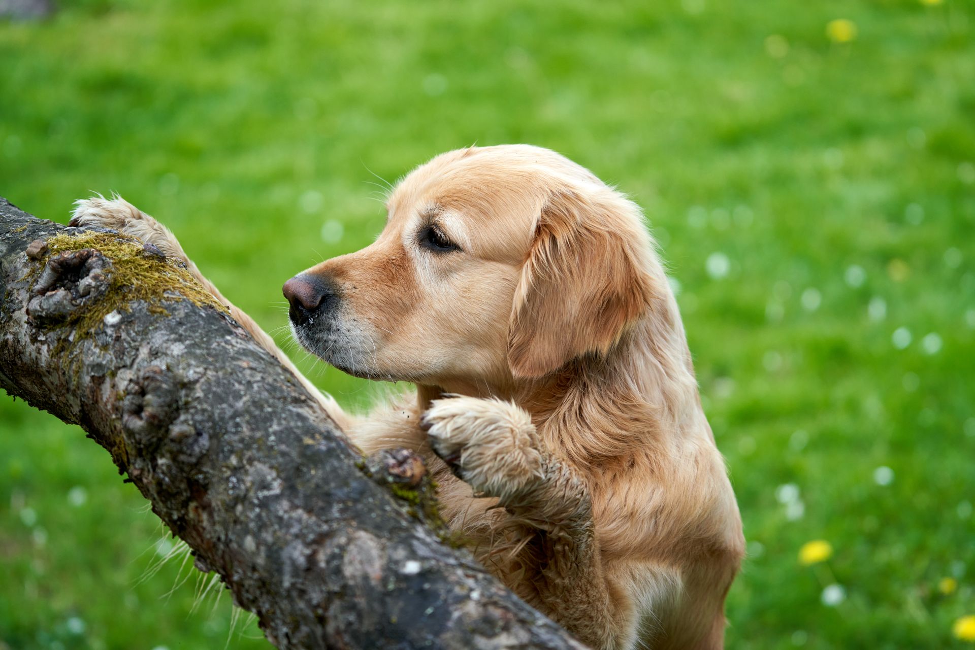 A young golden retriever is looking for a treat placed on a tree