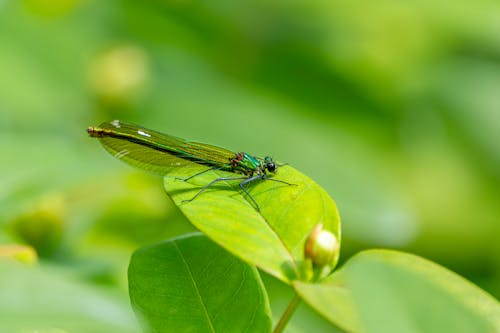 Immagine gratuita di carta da parati hd, demoiselle, erba