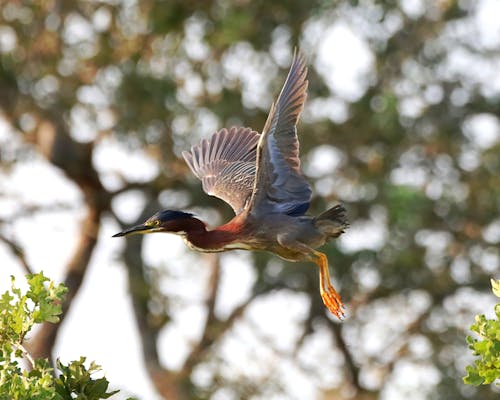 Kostnadsfri bild av fågel, grön heron