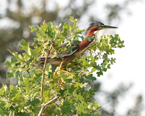 Kostnadsfri bild av fågel, grön heron