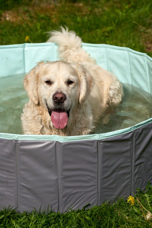 Безкоштовне стокове фото на тему «басейн, білий собака, веселий»