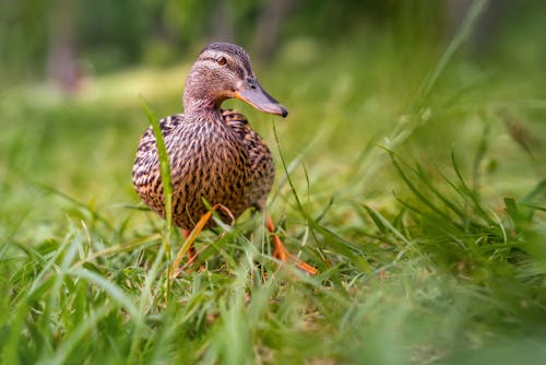 A duck is standing in the grass near some trees