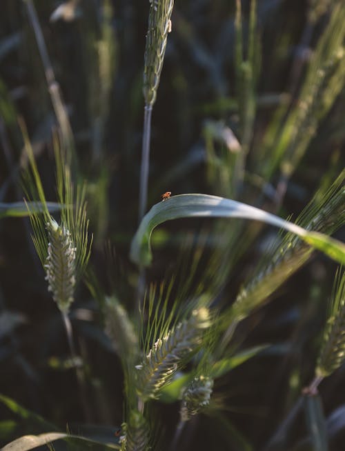 乾草, 土, 增長 的 免费素材图片