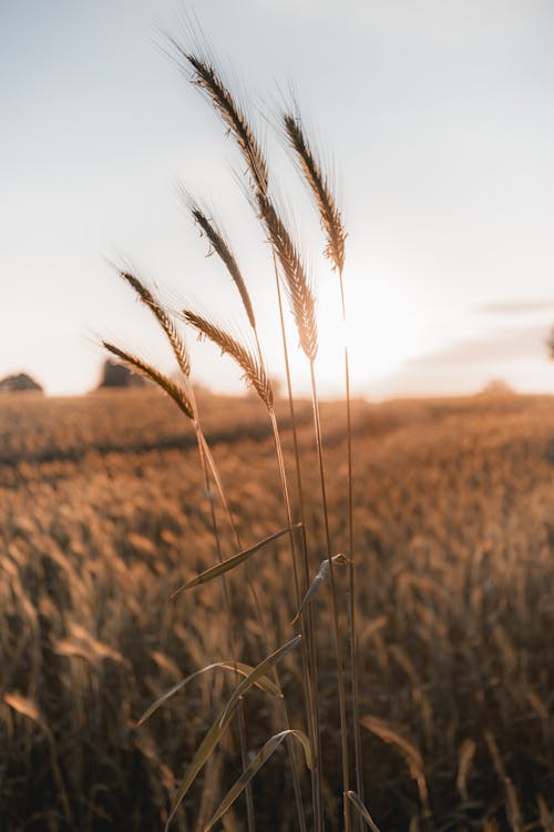 Gratis stockfoto met agrarisch, akkerland, bodem