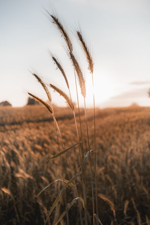 Free Captivating view of a golden wheat field at sunset, embodying tranquility and rural beauty. Stock Photo