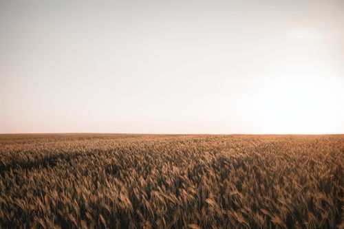 Free Serene sunset over a vast golden wheat field, capturing rural tranquility. Stock Photo