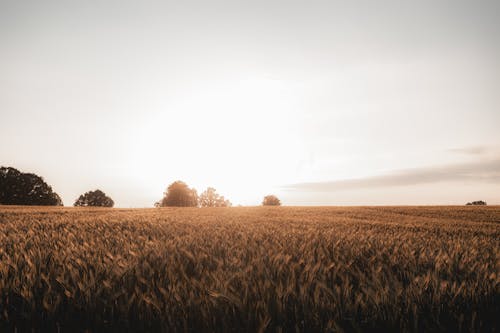 Fotos de stock gratuitas de agrícola, agricultura, amanecer