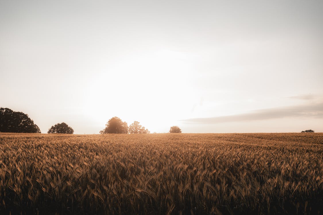 Kostnadsfri bild av åkermark, bete, bondgård