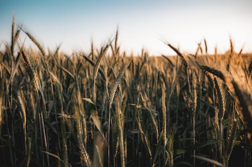 Foto d'estoc gratuïta de agrícola, agricultura, alba