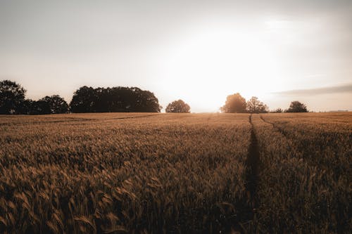 Fotos de stock gratuitas de agrícola, agricultura, amanecer