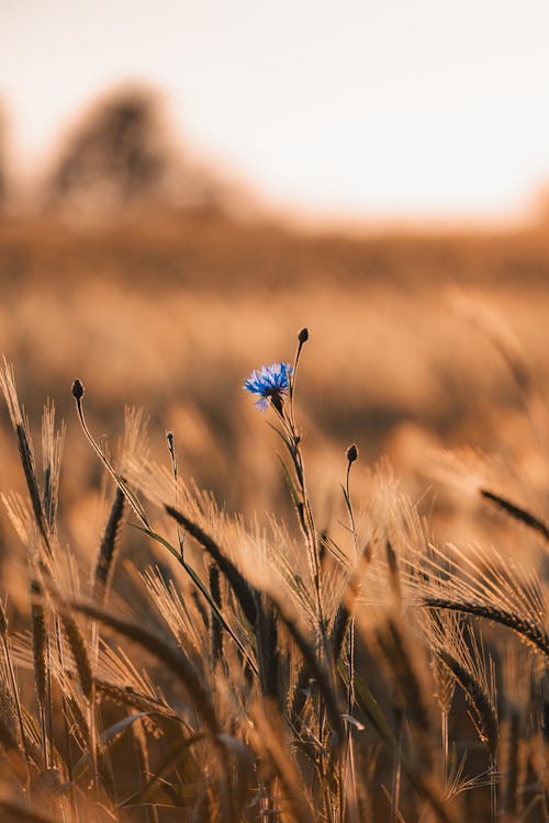 Gratis stockfoto met agrarisch, akkerland, bodem