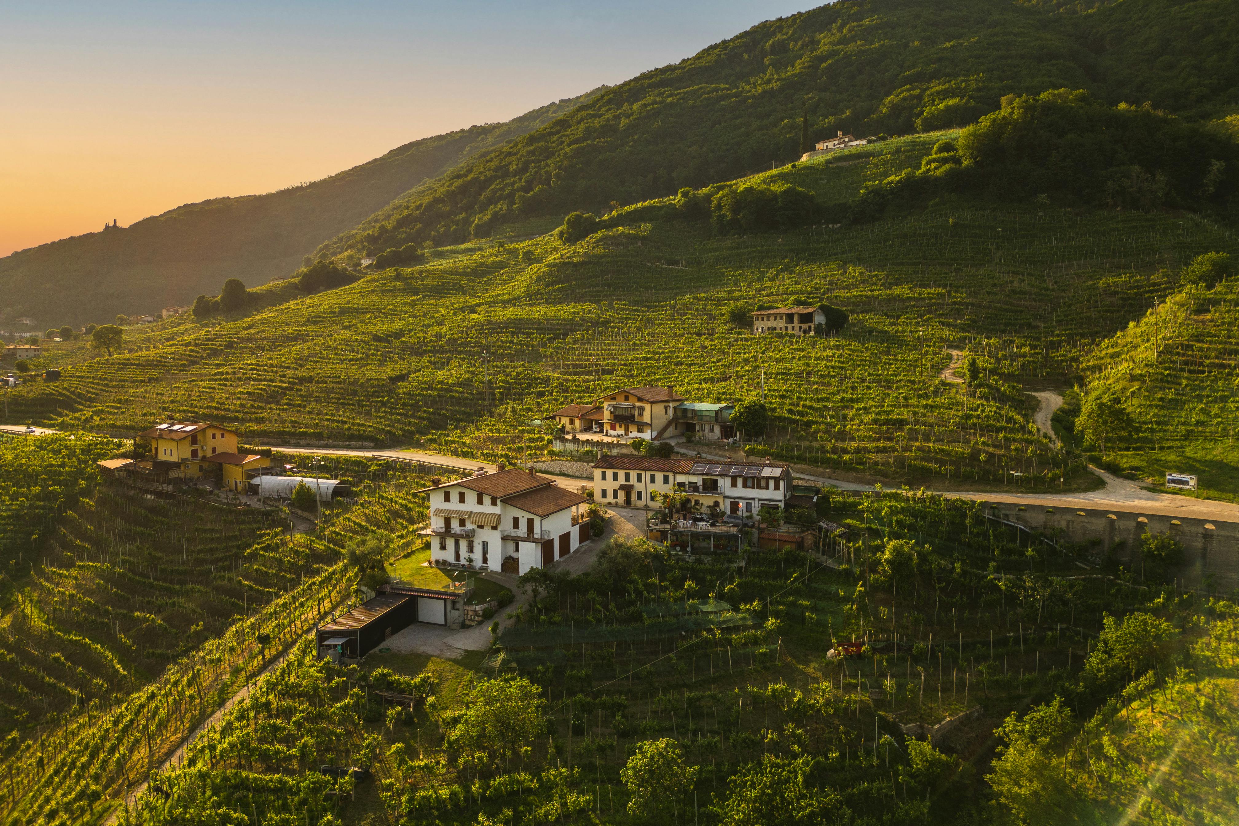 Amaryllis Farms by Agrocorp