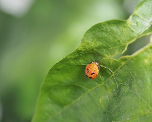 Immagine gratuita di appena schiuso, bambola, coccinella