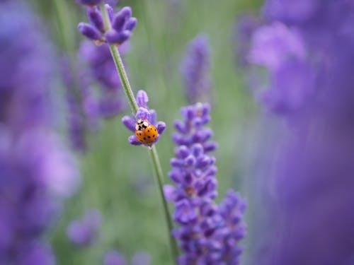 Immagine gratuita di arrampicata, coccinella, coleotteri fortunati