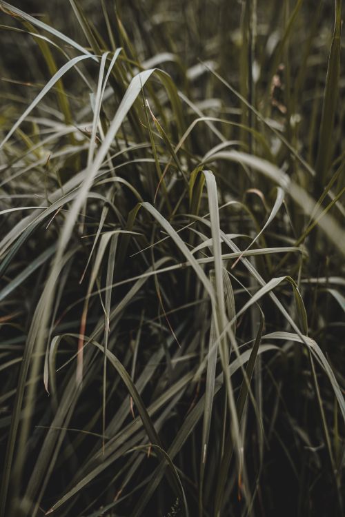 Free Close-up of lush green blades of grass, capturing the essence of summer growth. Stock Photo