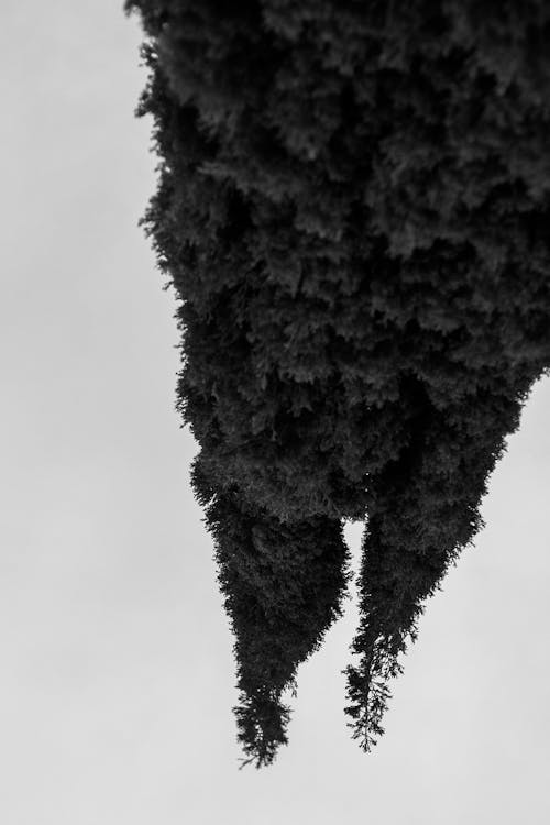 Foto profissional grátis de 8k papel de parede, casca de árvore, céu bonito